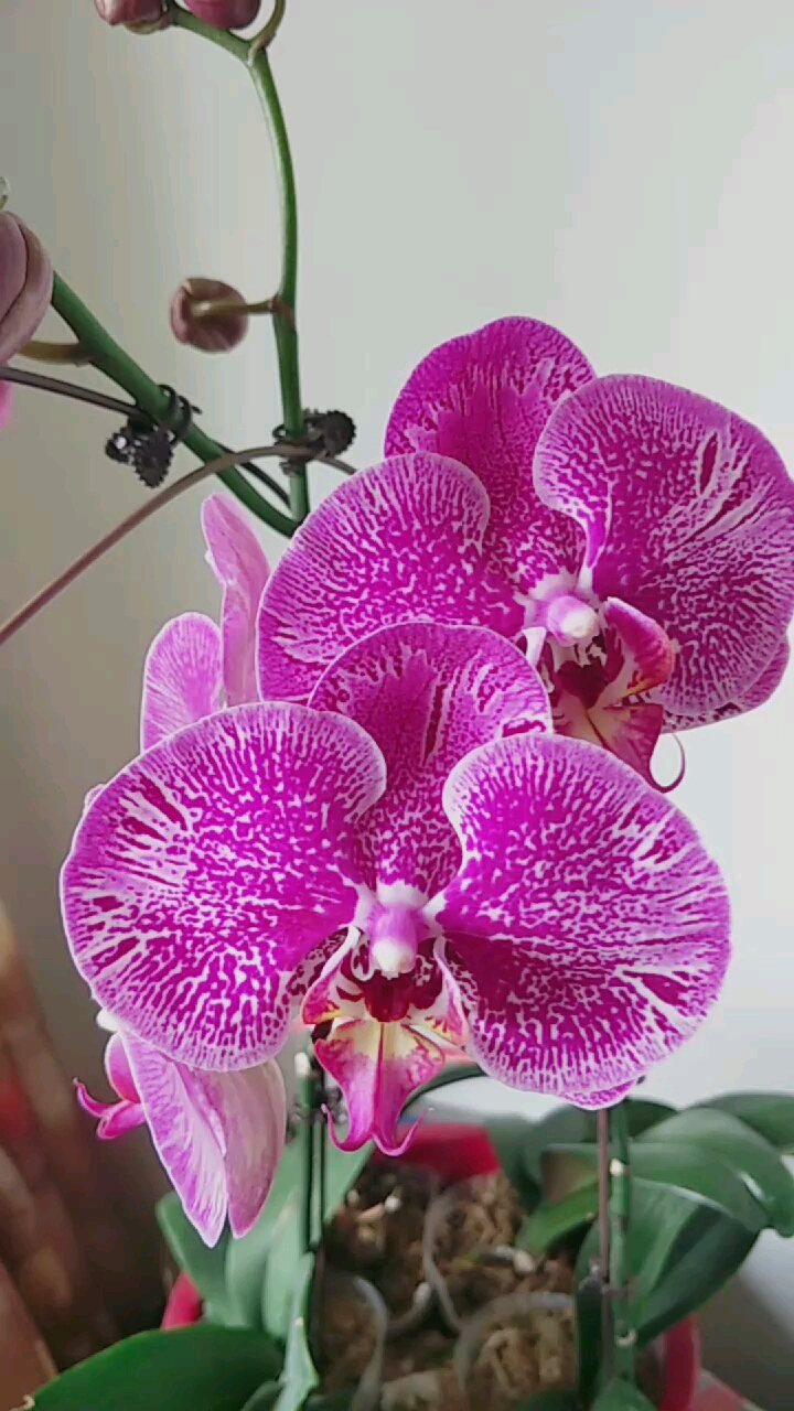 小小的新娘花!