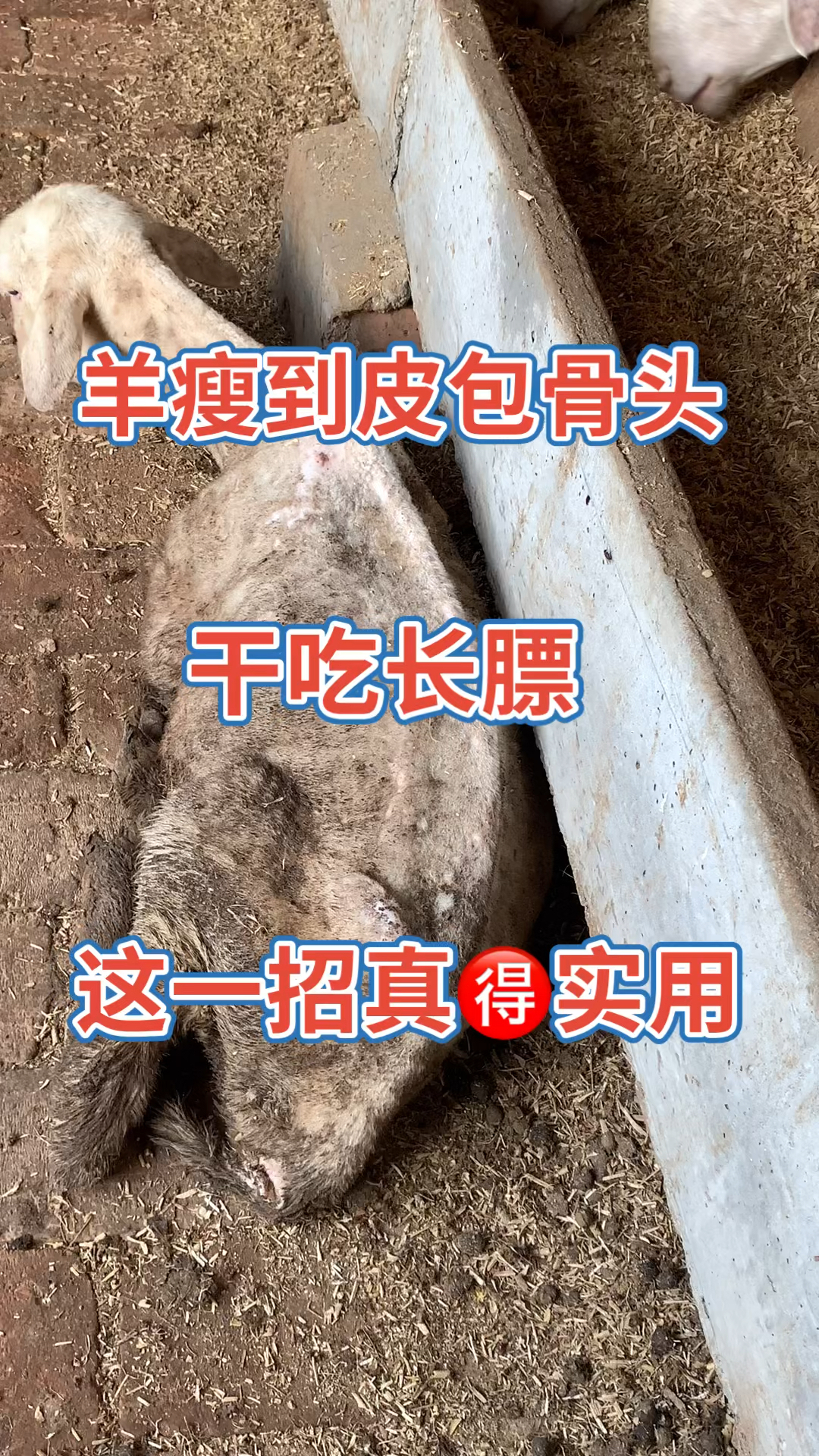 羊瘦到皮包骨头干吃不长膘这一招简单实用