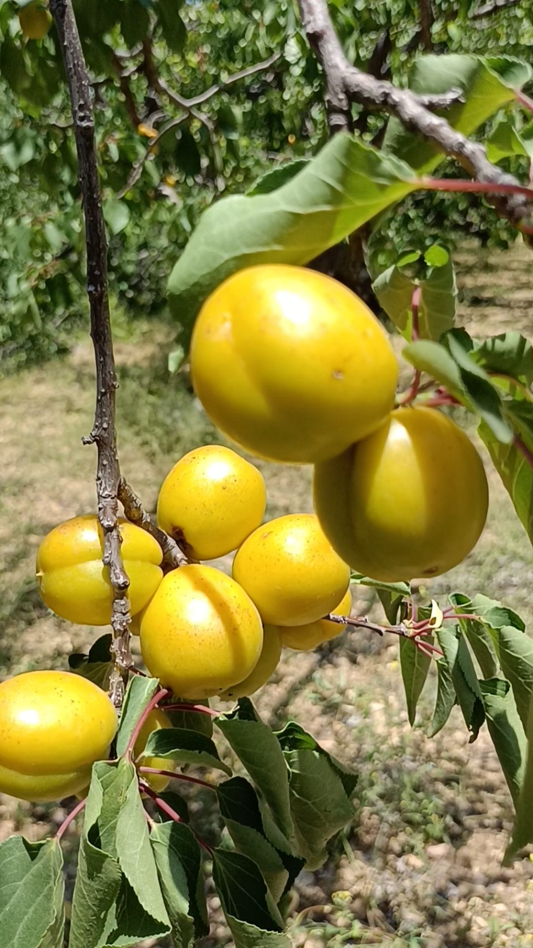 珍珠油杏开花图片图片