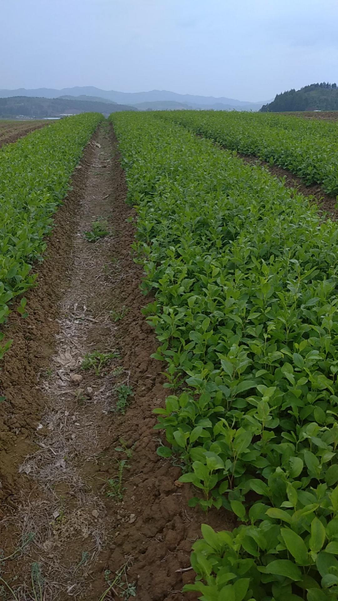 中药材种植#二年苍术苗