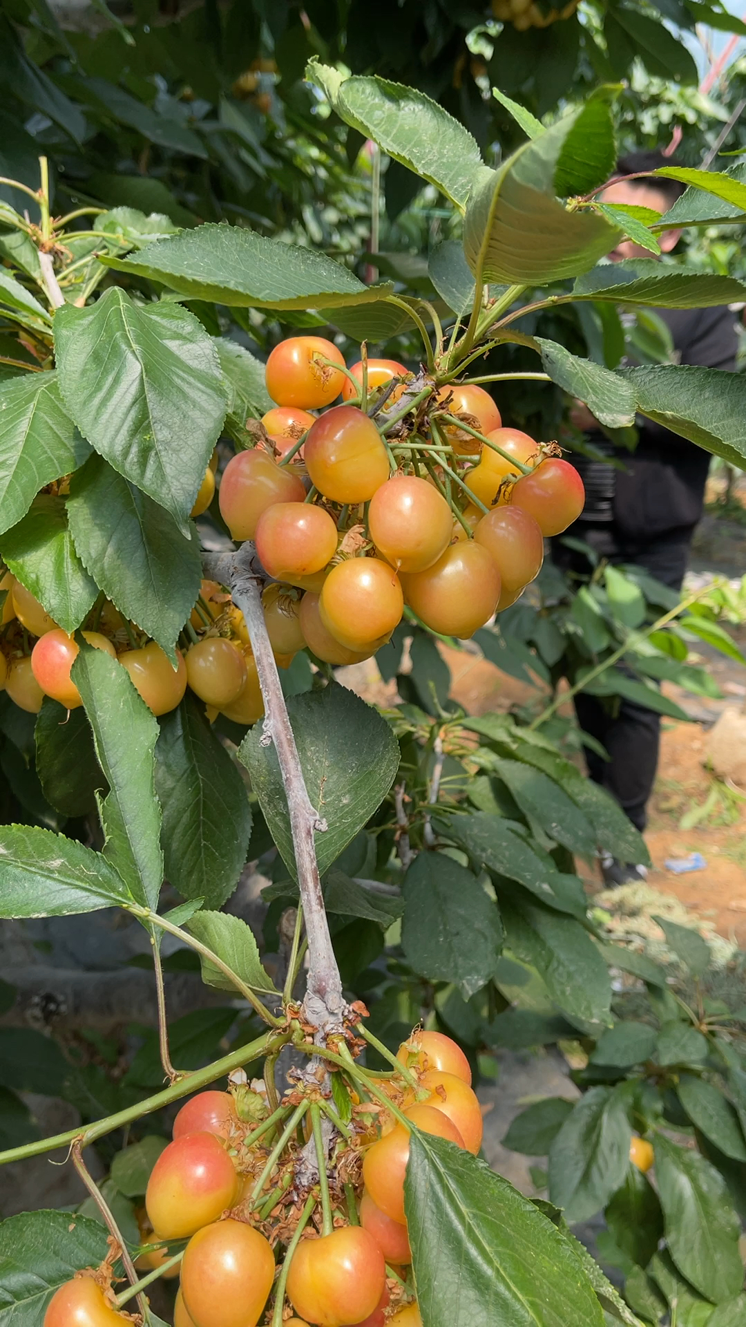 佳紅大櫻桃結果表現,秋季起苗種植,想種植的朋友可以基地考察