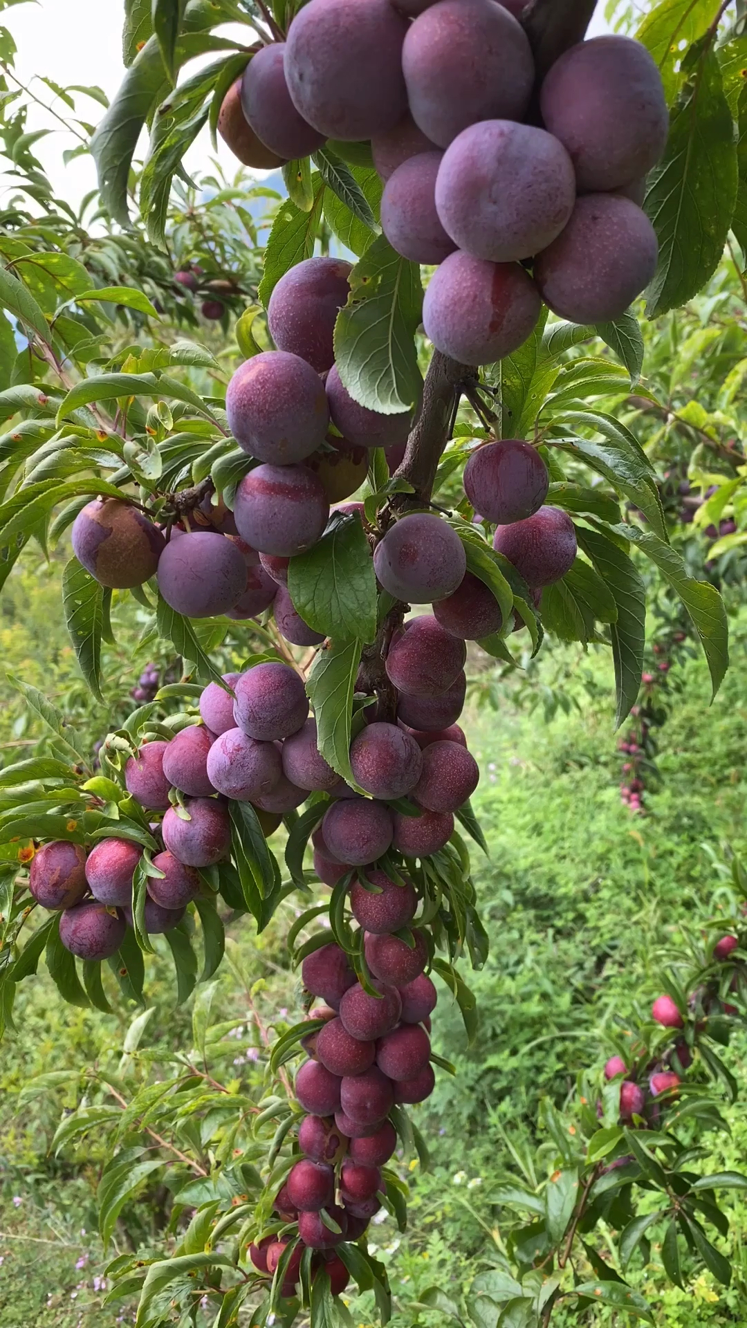 汶川因为海拔高,李子成熟最晚,吃完汶川李子,就等明年才能吃李