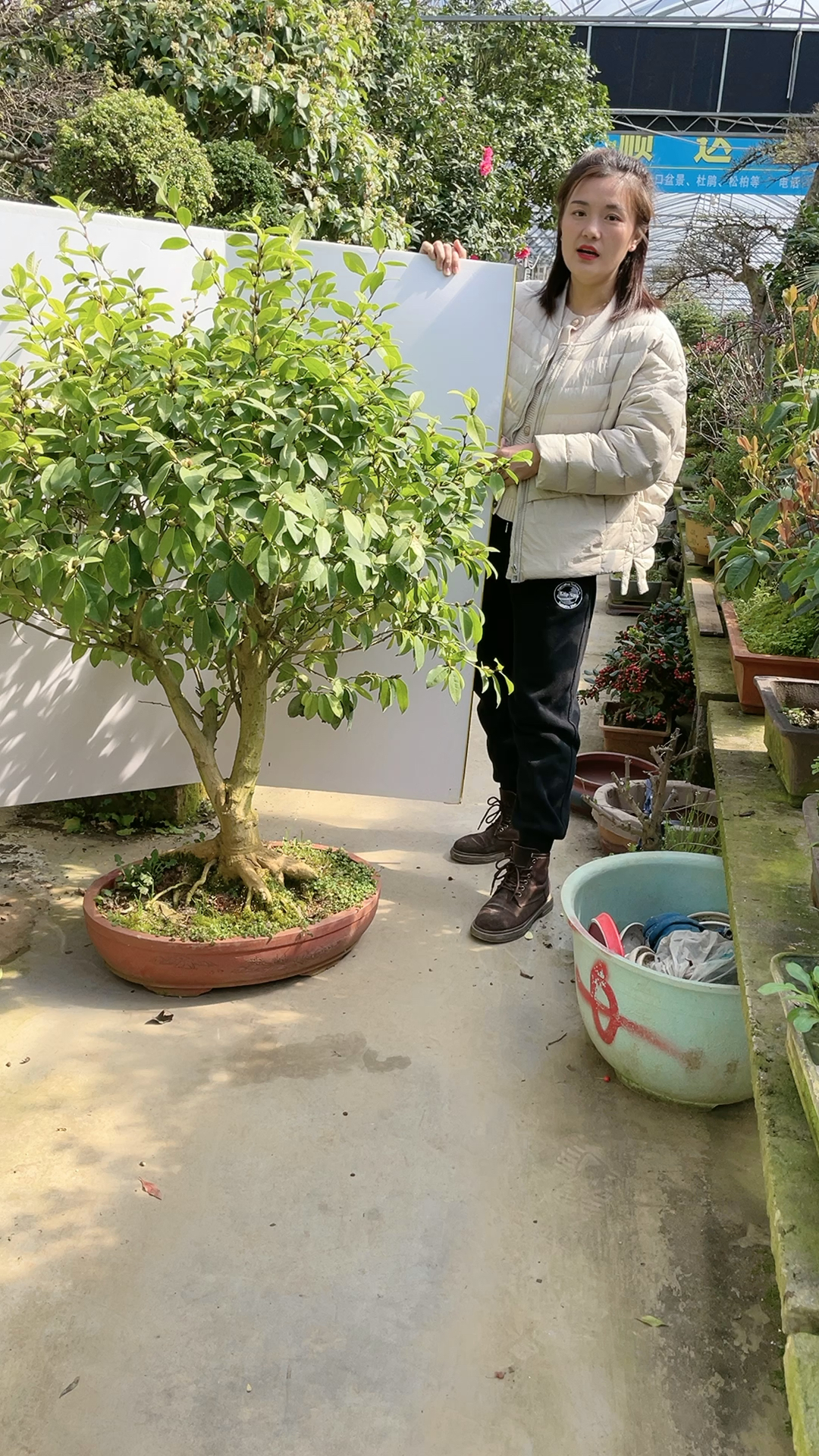 中国十大名花之一含笑盆景开花浓香喜欢的关注一下