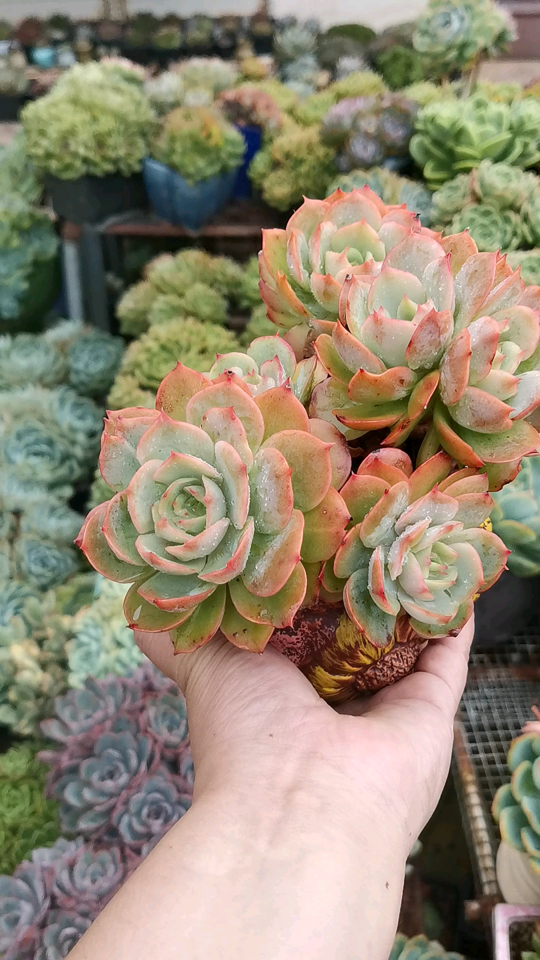 白雪公主多肉#越看越美系列,白雪公主不知道为啥会取这个名字,但系北