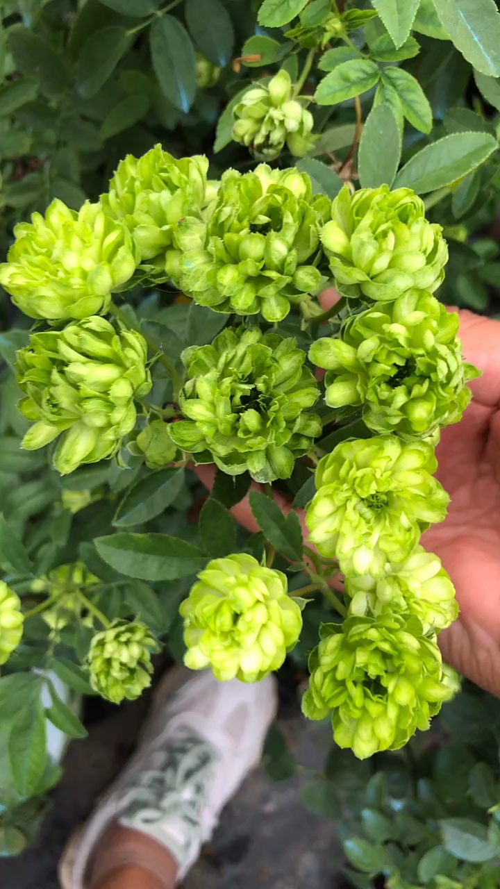 绿色闪电,喜欢的花友给个双击加关注