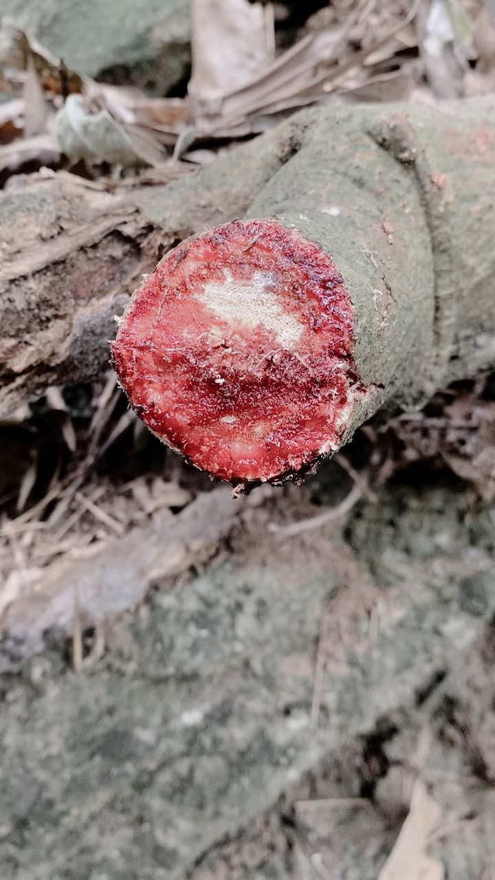 认识中草药山鸡血藤民间常用的药材