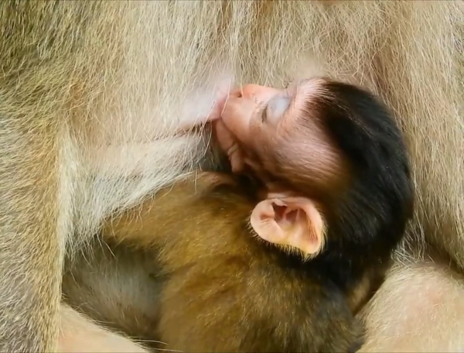 小猴子布林迪快乐地吃奶,妈妈对对宝宝很有耐心!