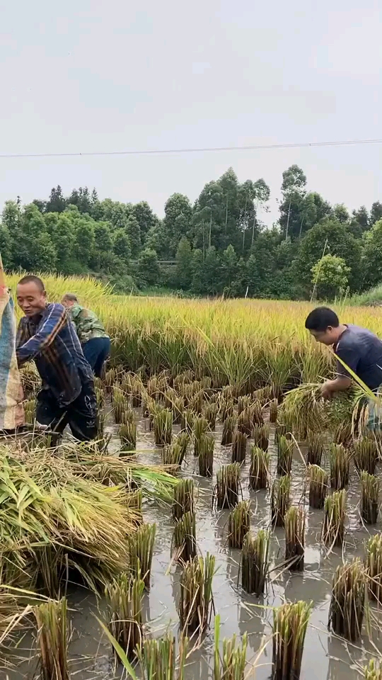 山区农村收稻谷,看看谁最快,这是比赛吗