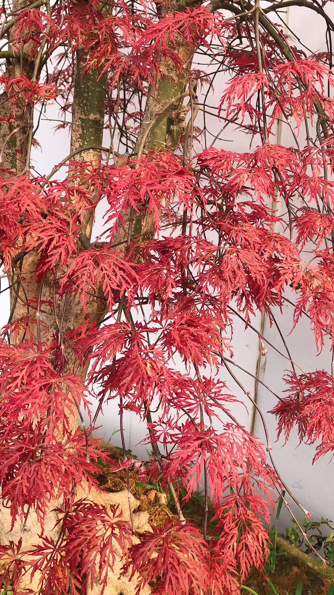 庭院红色羽毛枫