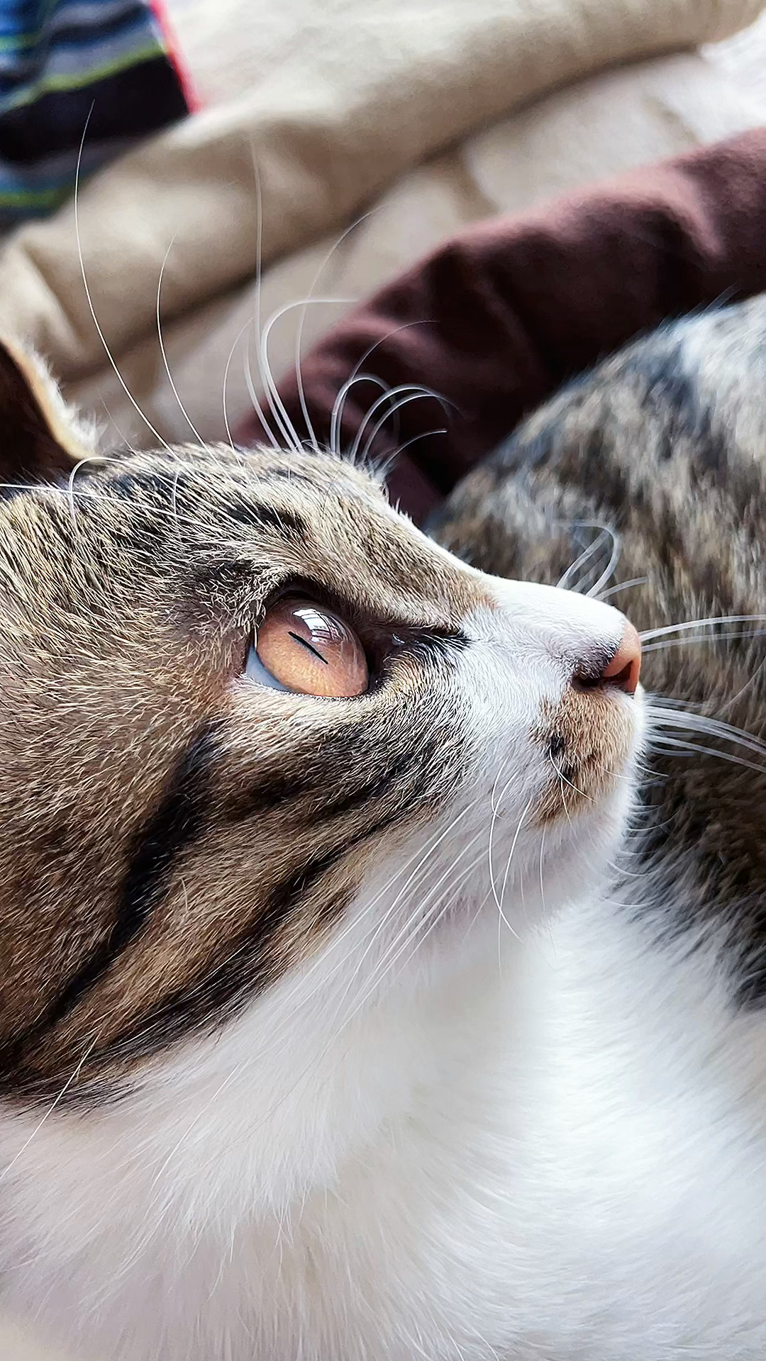 搞笑萌宠#当猫咪凝视你的时候,你知道你在猫咪眼里是什么样子吗?