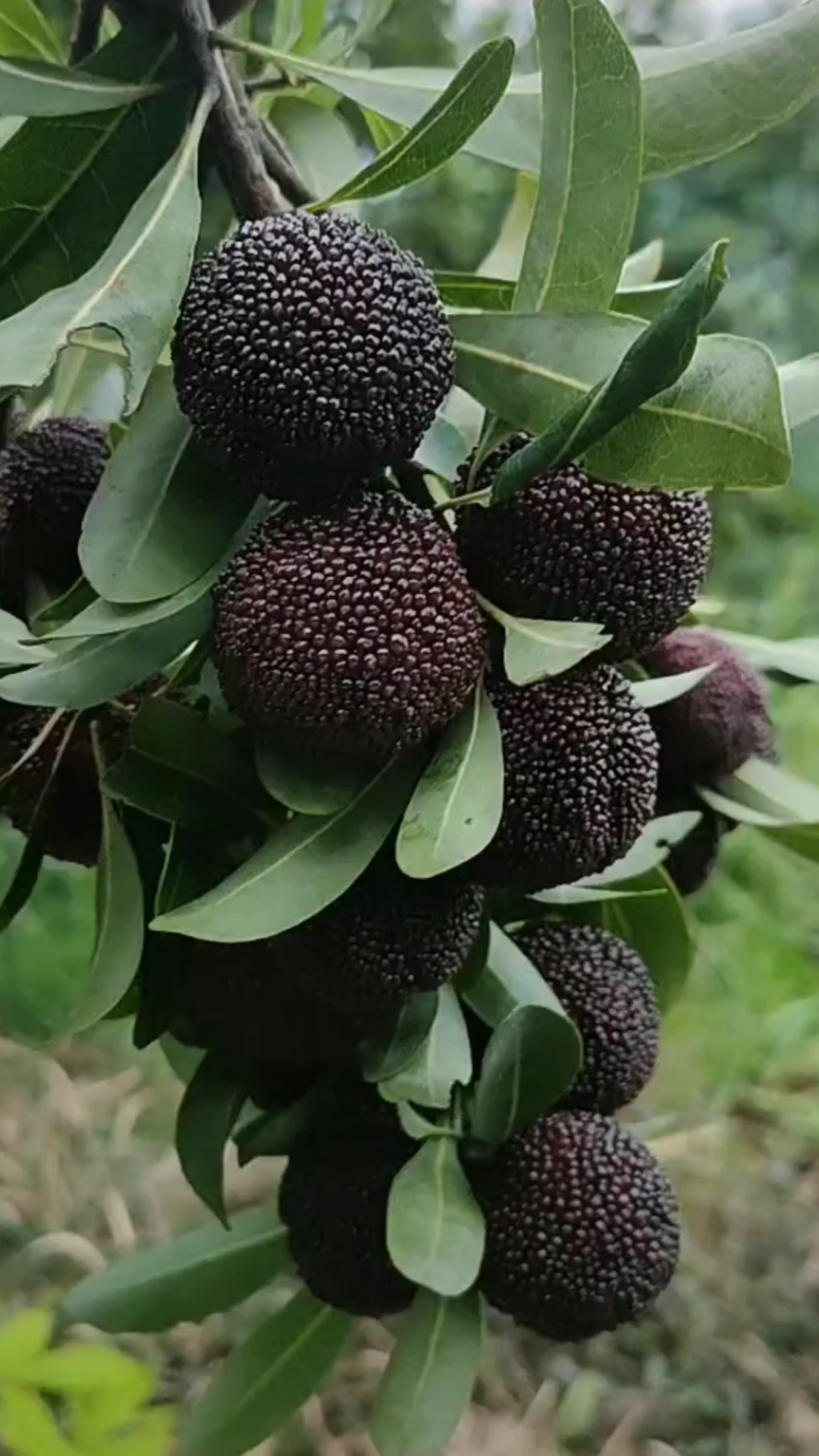 带你看三农#果树杨梅苗果苗黑炭杨梅苗早熟杨梅苗