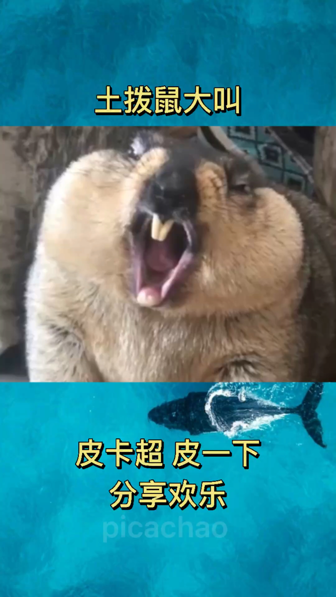 搞笑萌宠土拨鼠一脸懵逼我啊个毛呀都被你们玩坏了搞得自己都不会叫了