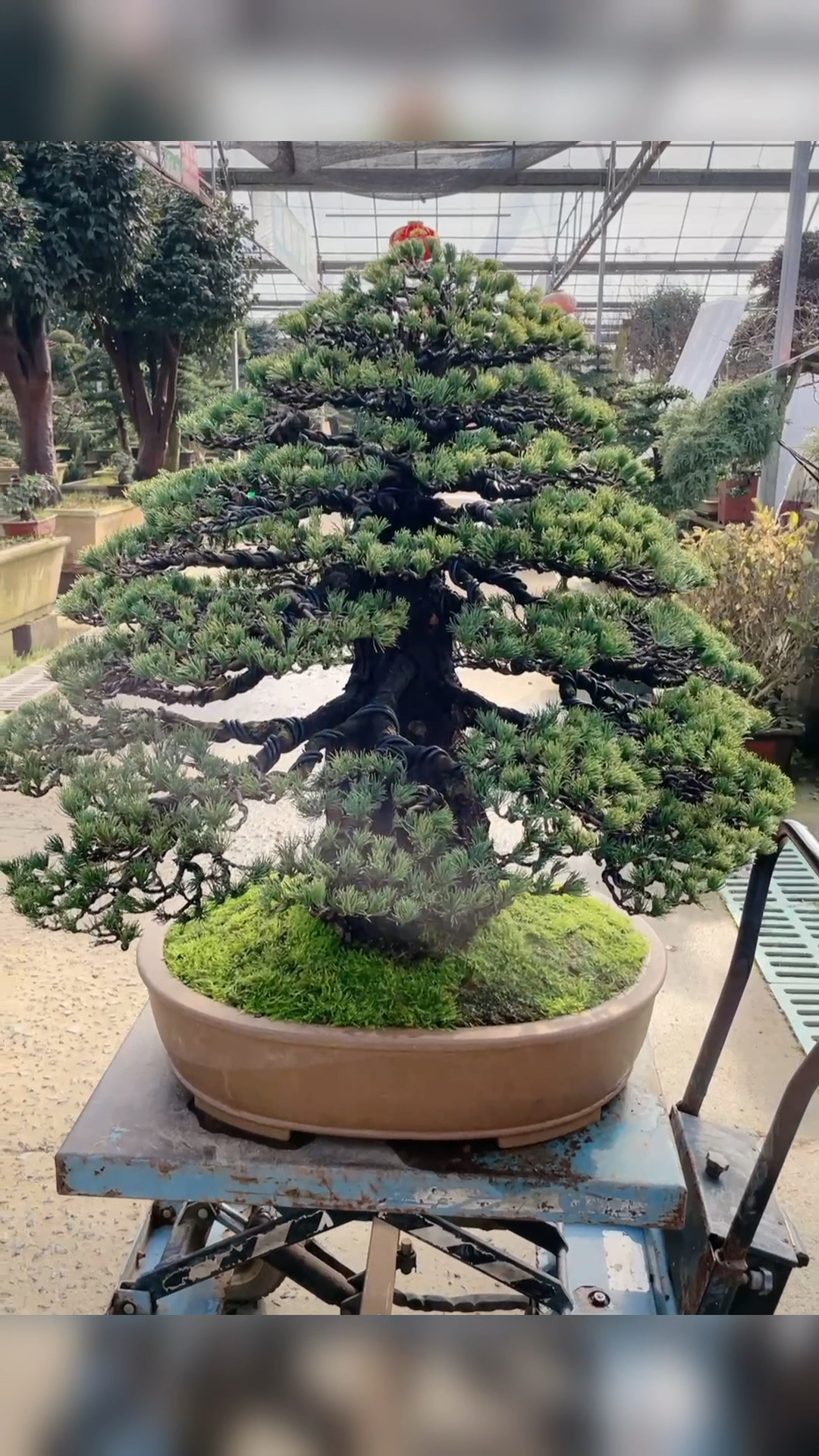 进口老桩盆景#整体造型很优美哦