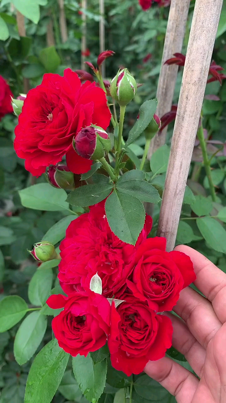 藤本月季蒂娜,花量多,花期长,多季循环开花