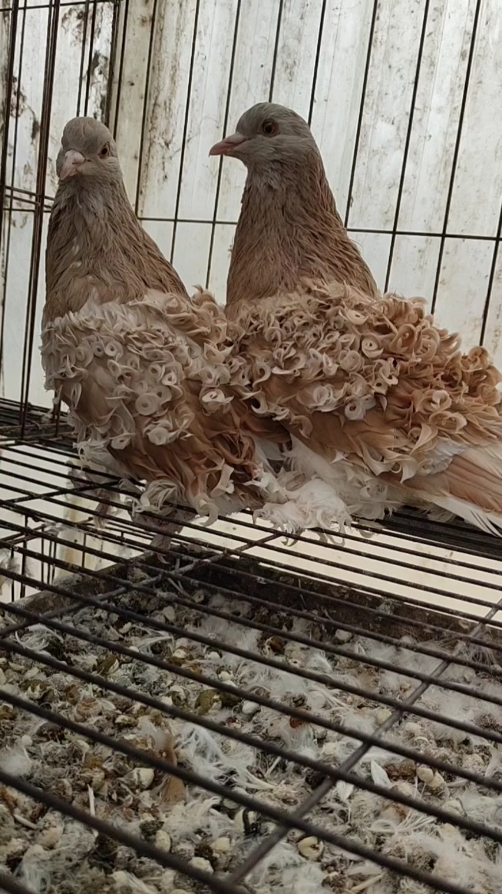 观赏鸽,芙蓉喜欢鸽子的朋友双击加关注每天更新视频