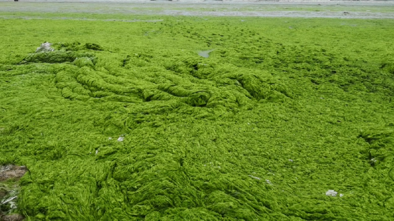 旅游进行时#绿色的海你见过吗