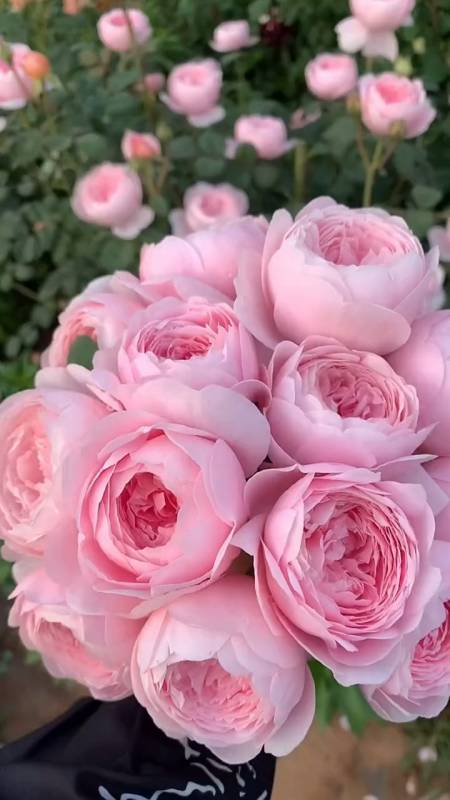 爬藤月季系列欧月最受欢迎品种