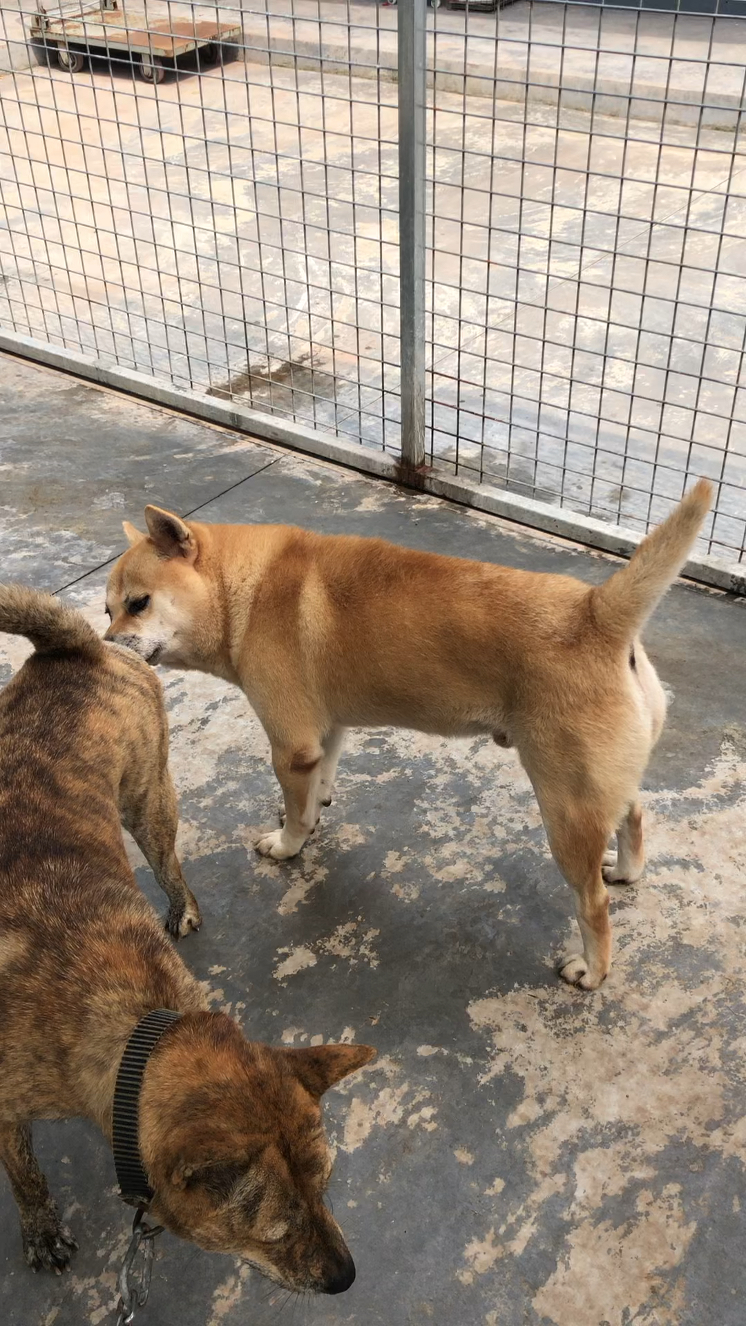 中华田园犬#江西犬友把当家种母【老虎】拉来借配【阿虎】,有付出才