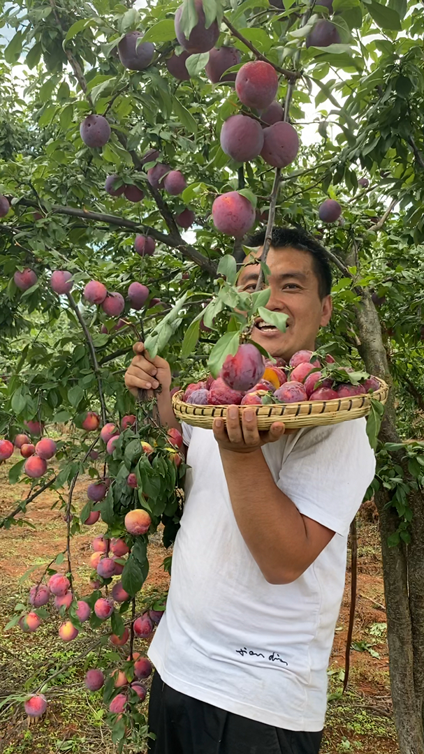 高山上的黑美人李子新鲜采摘