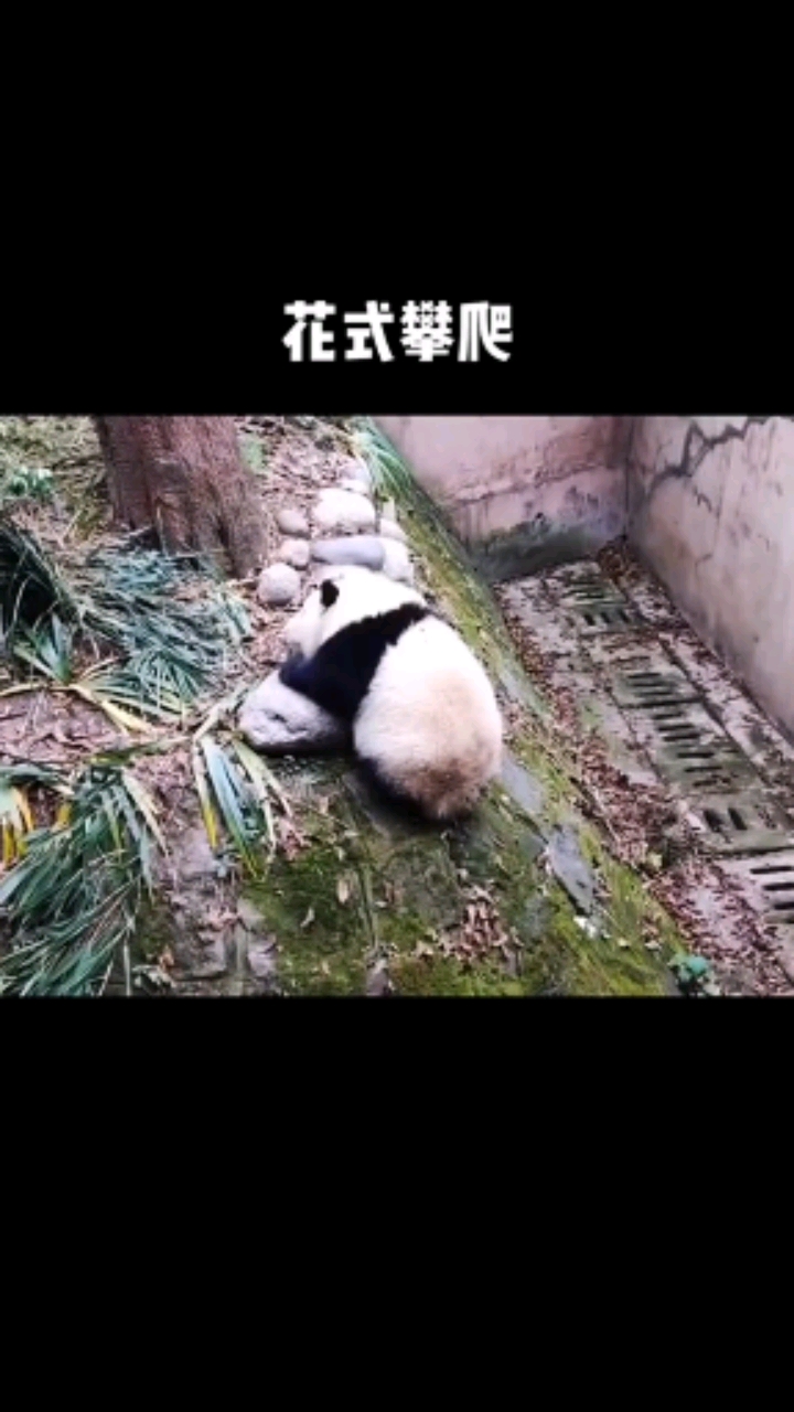 花花慢花式攀爬!#国宝大熊猫