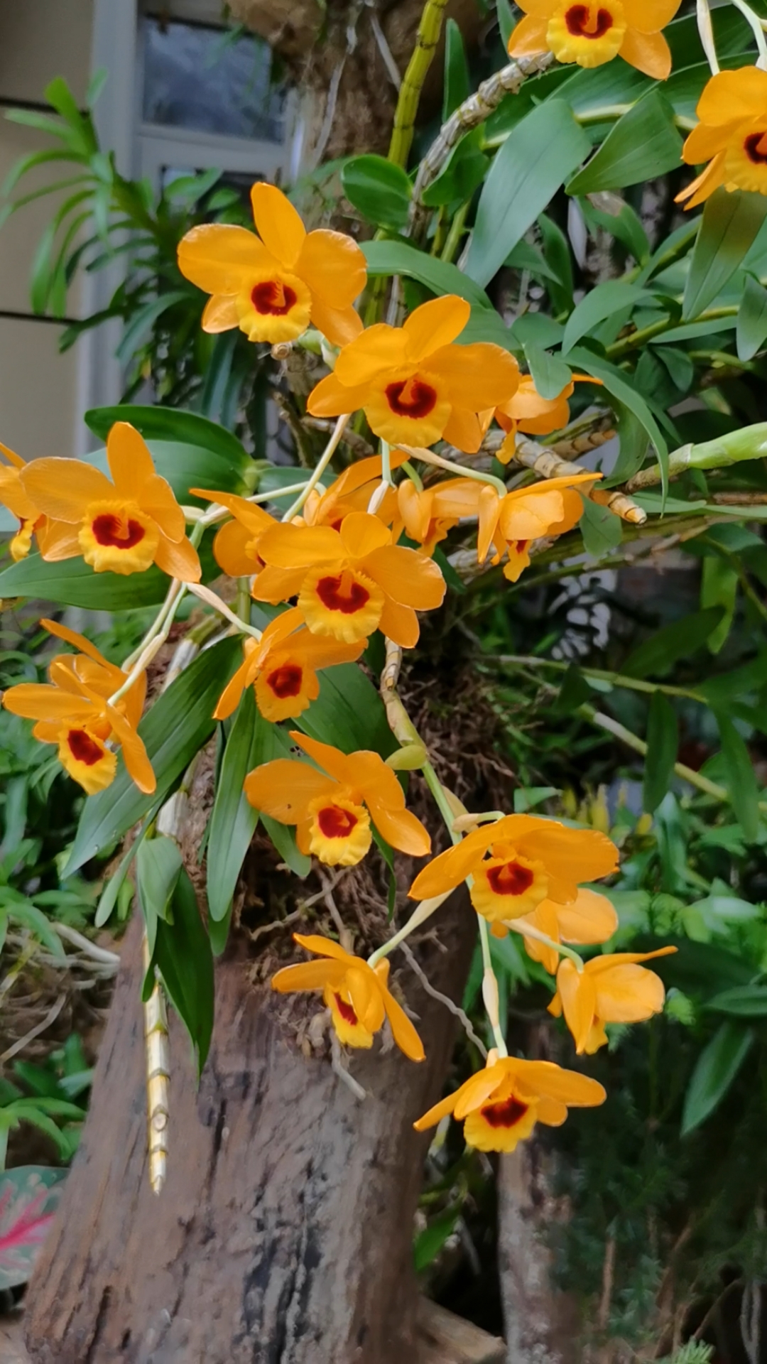 石斛记养在木桩上的叠鞘石斛6月的花期第二年复花