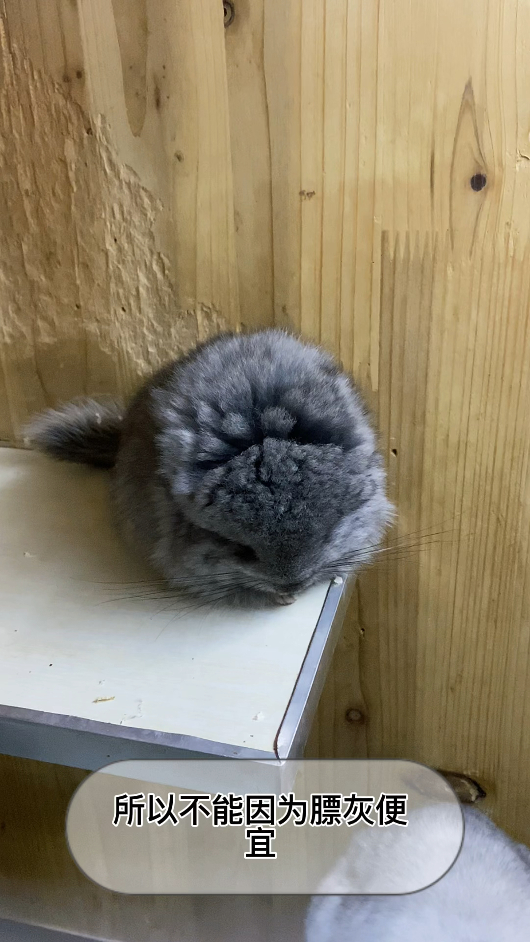 万元奖金争夺赛龙猫标灰为什么便宜这个不好吗