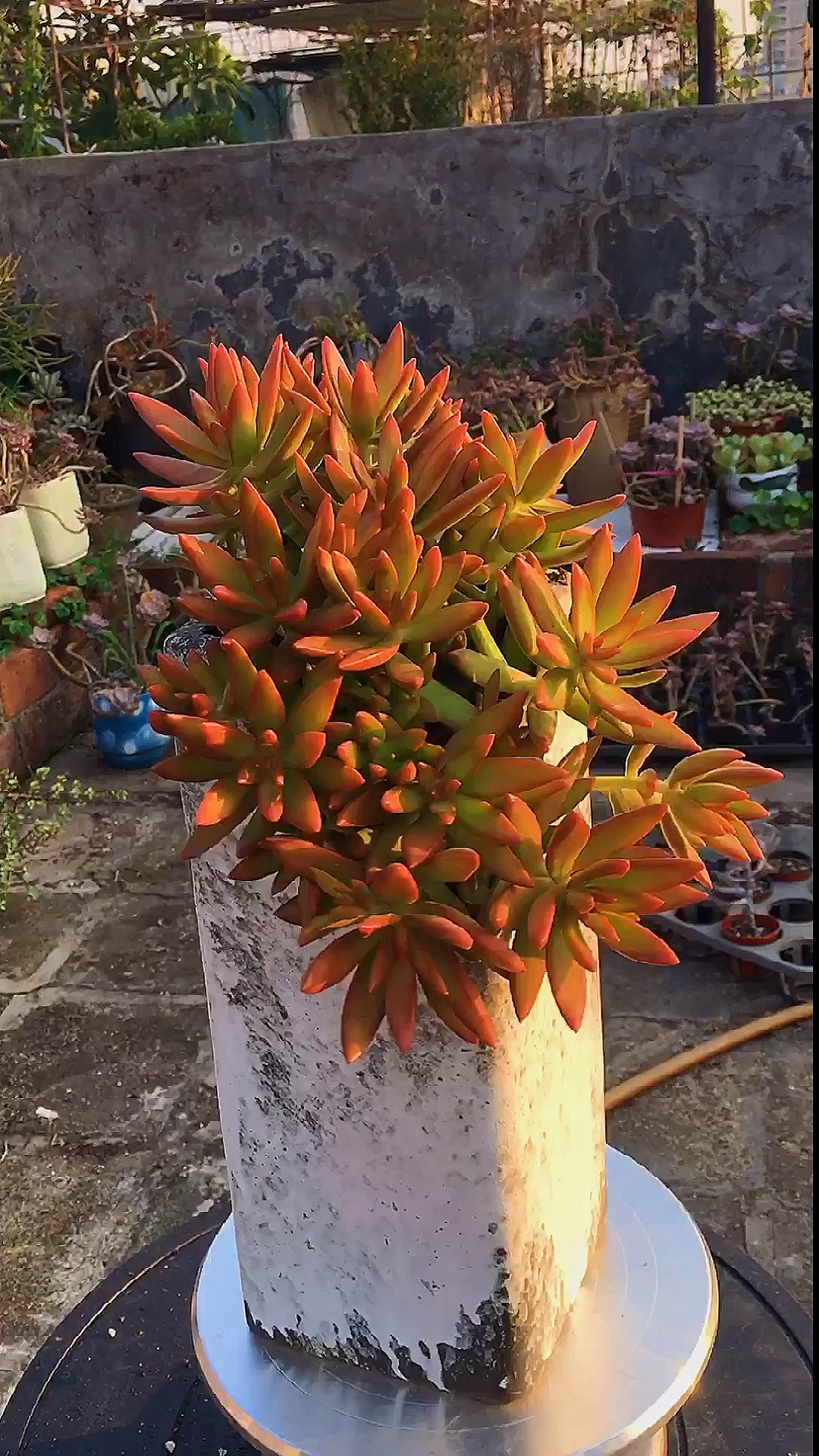 有一种可爱叫多肉!#加州落日