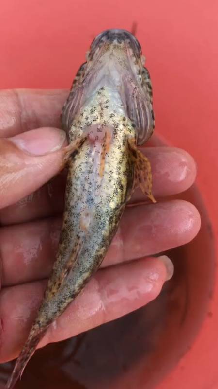 路亚#有谁认识的麻烦告诉我一下,这是什么鱼?-全民小视频