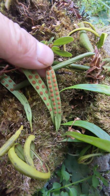 7条评论 0/100 回复 cuishufeng15天前 石韦的功效:是利尿通淋 是指血