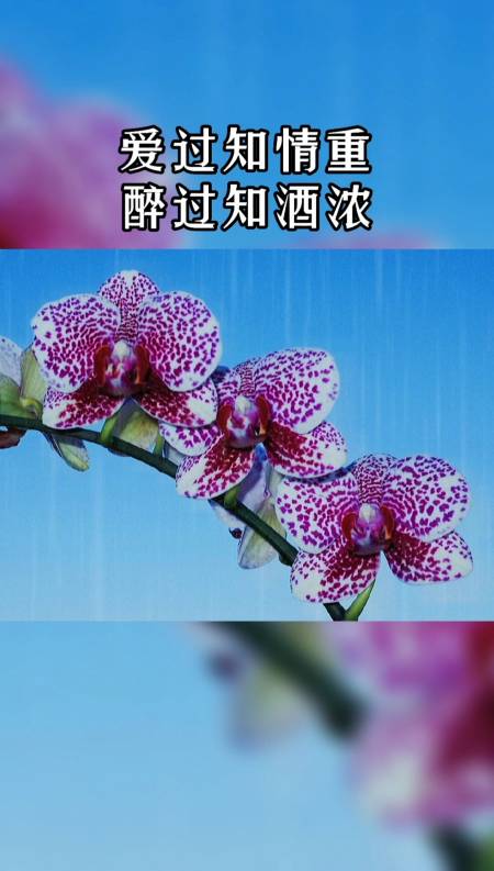 爱过知情重,醉过知酒浓.一段刻骨铭心的爱情,是人生的一场修行.