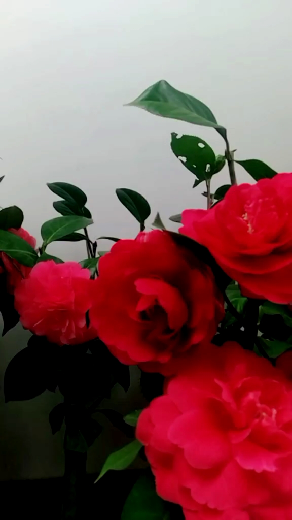 茶花西楚霸王开花霸气.