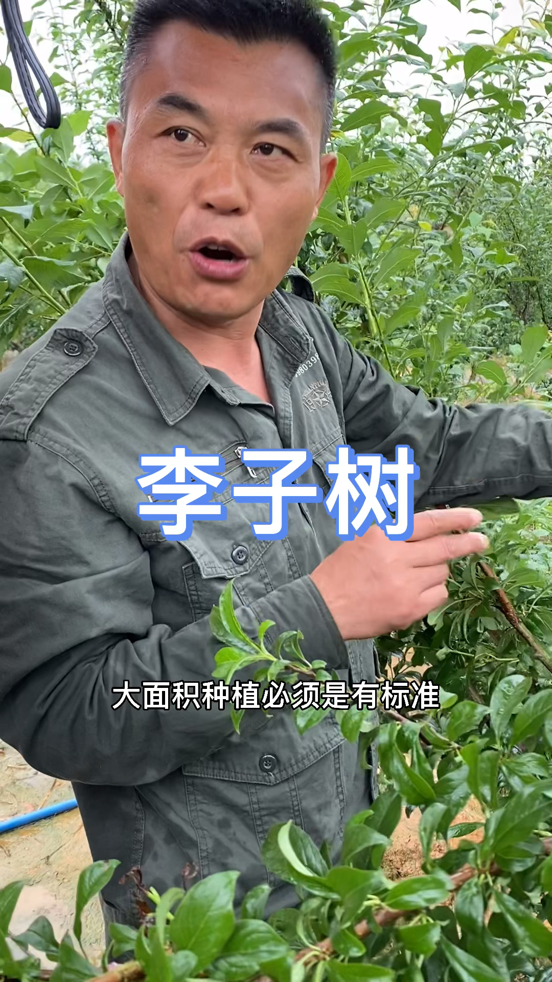 果树修剪#李子树修剪技术讲解