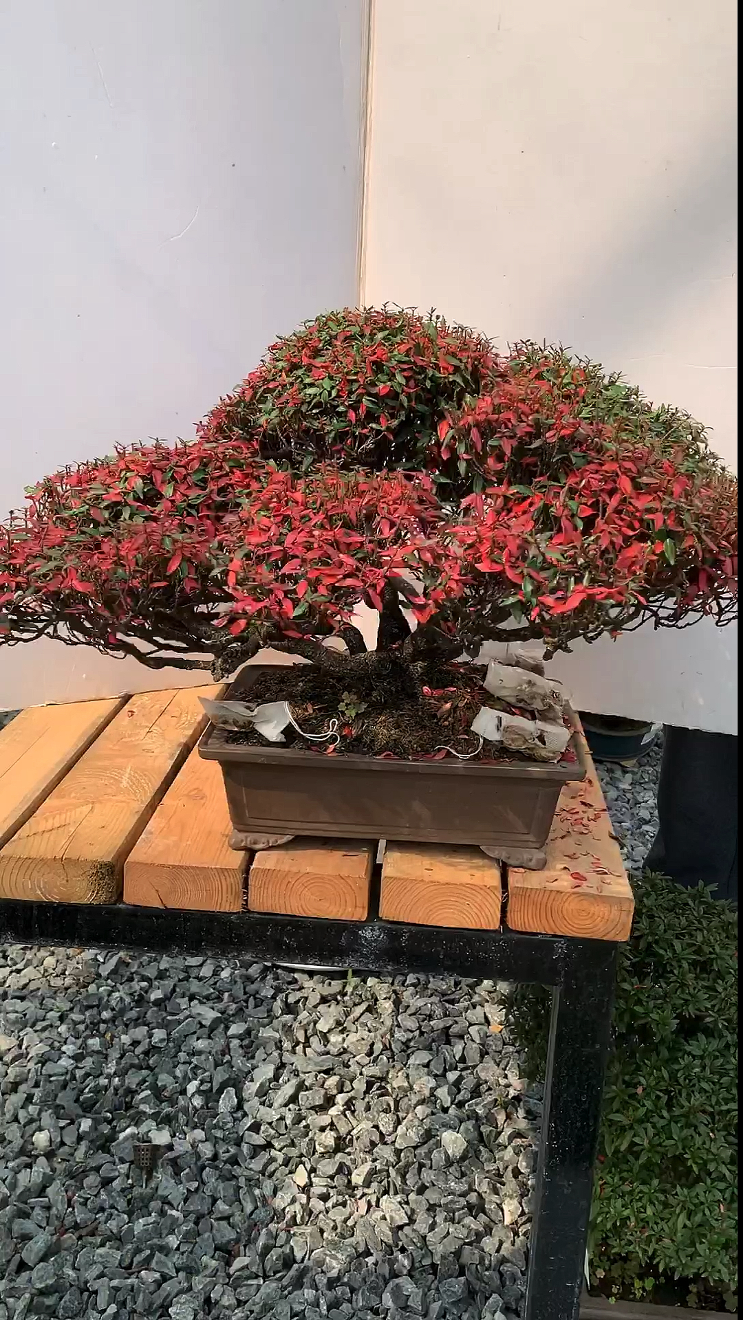 我要上热门#红叶的盆景漂不漂亮