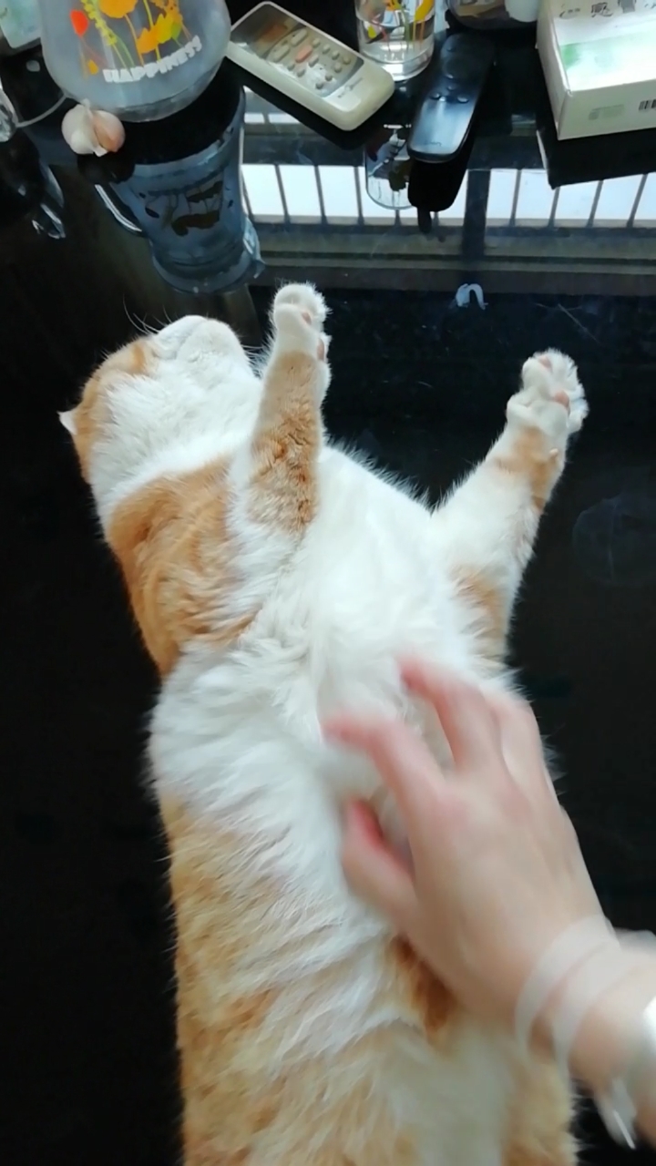 猫咪对你有足够的信任才会让你摸肚皮