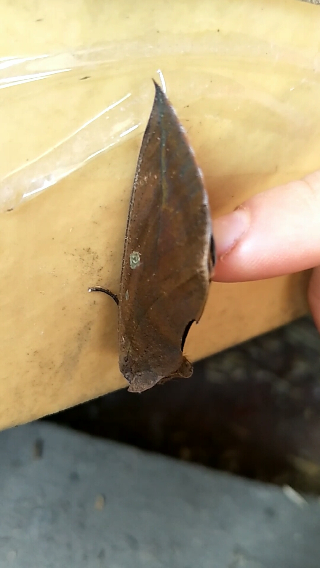 枯叶蝶是国家二级保护蝶类