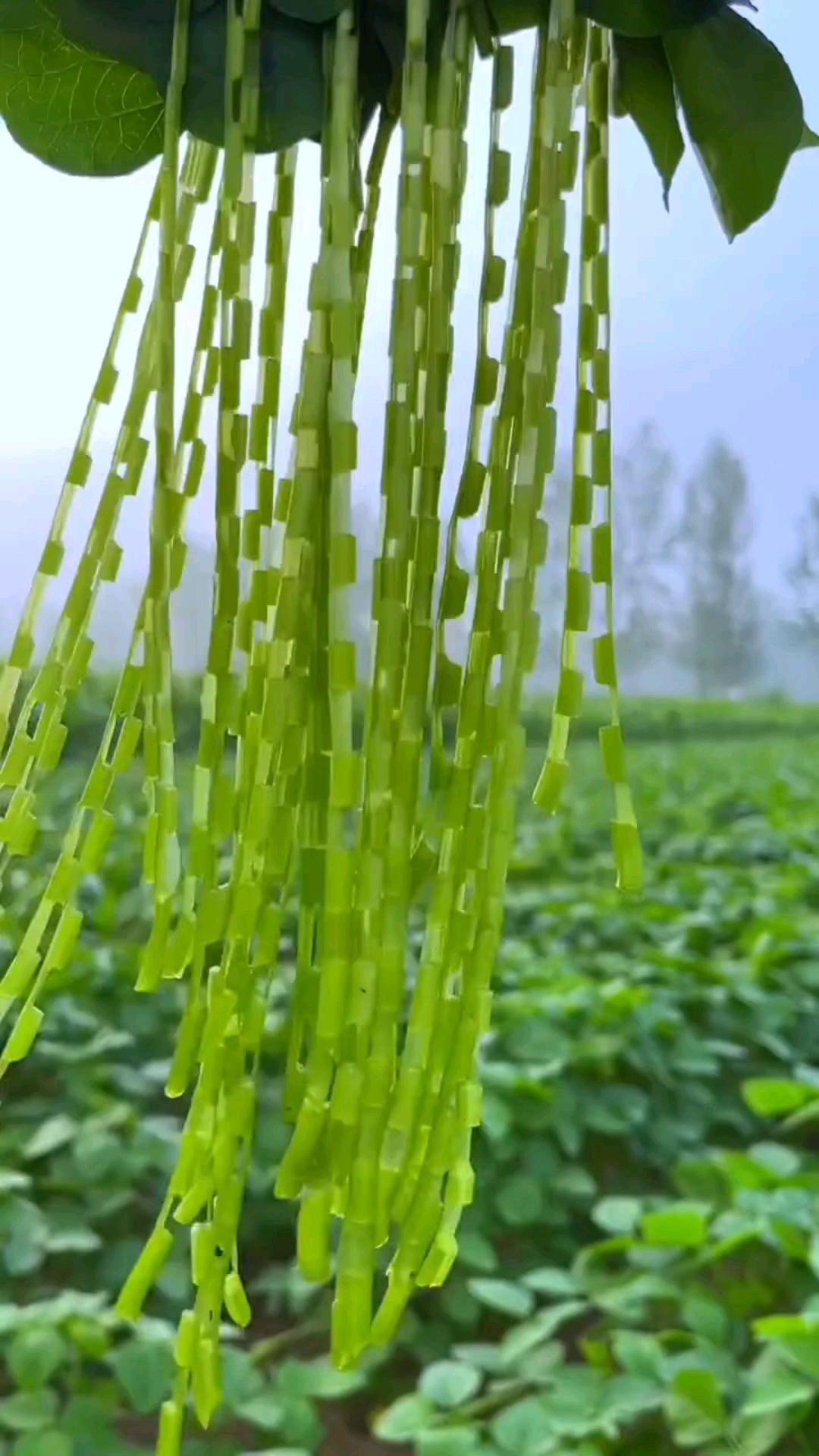 小时候的快乐很简单一根红薯梗做成项链戴上就能高兴一整天这都是满满