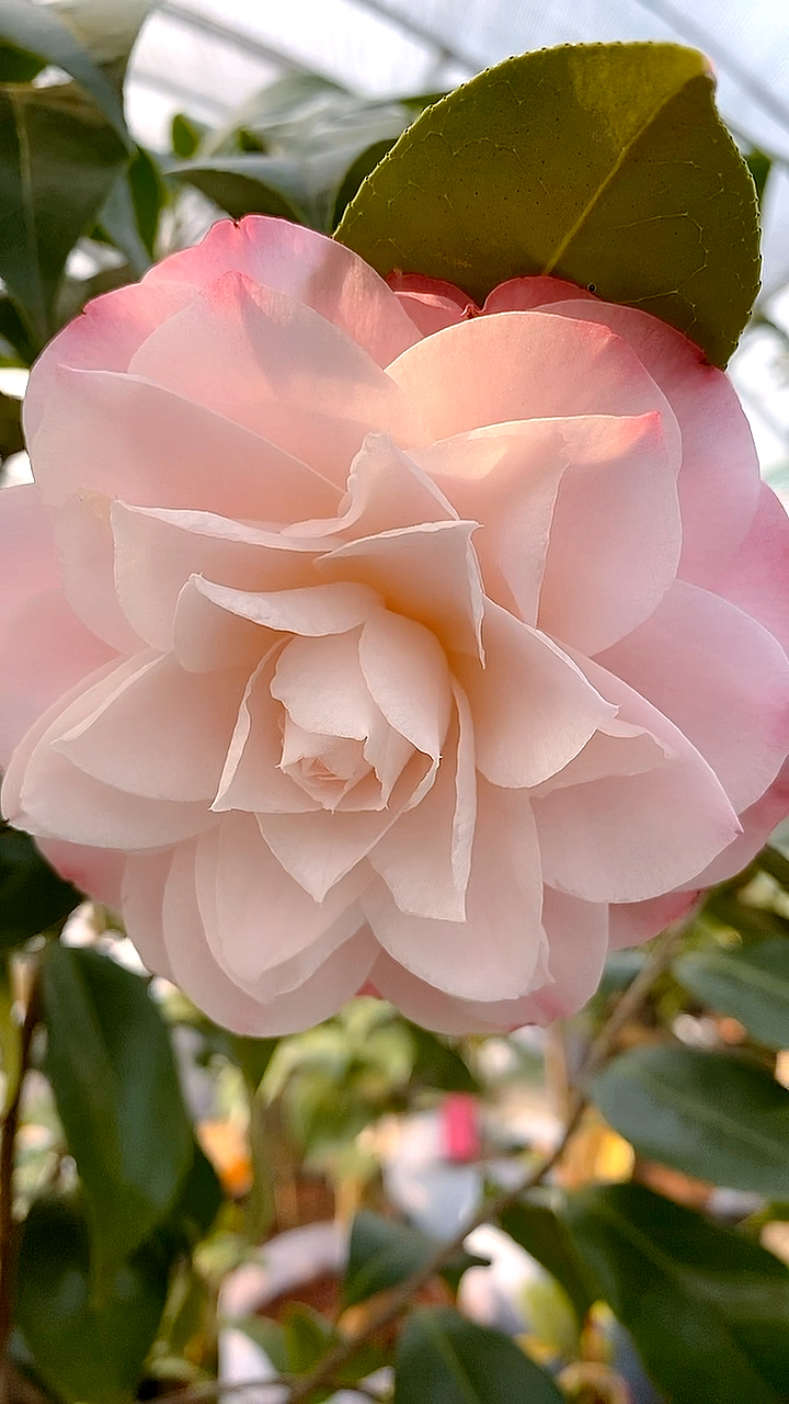 梦30茶花开品鉴赏!