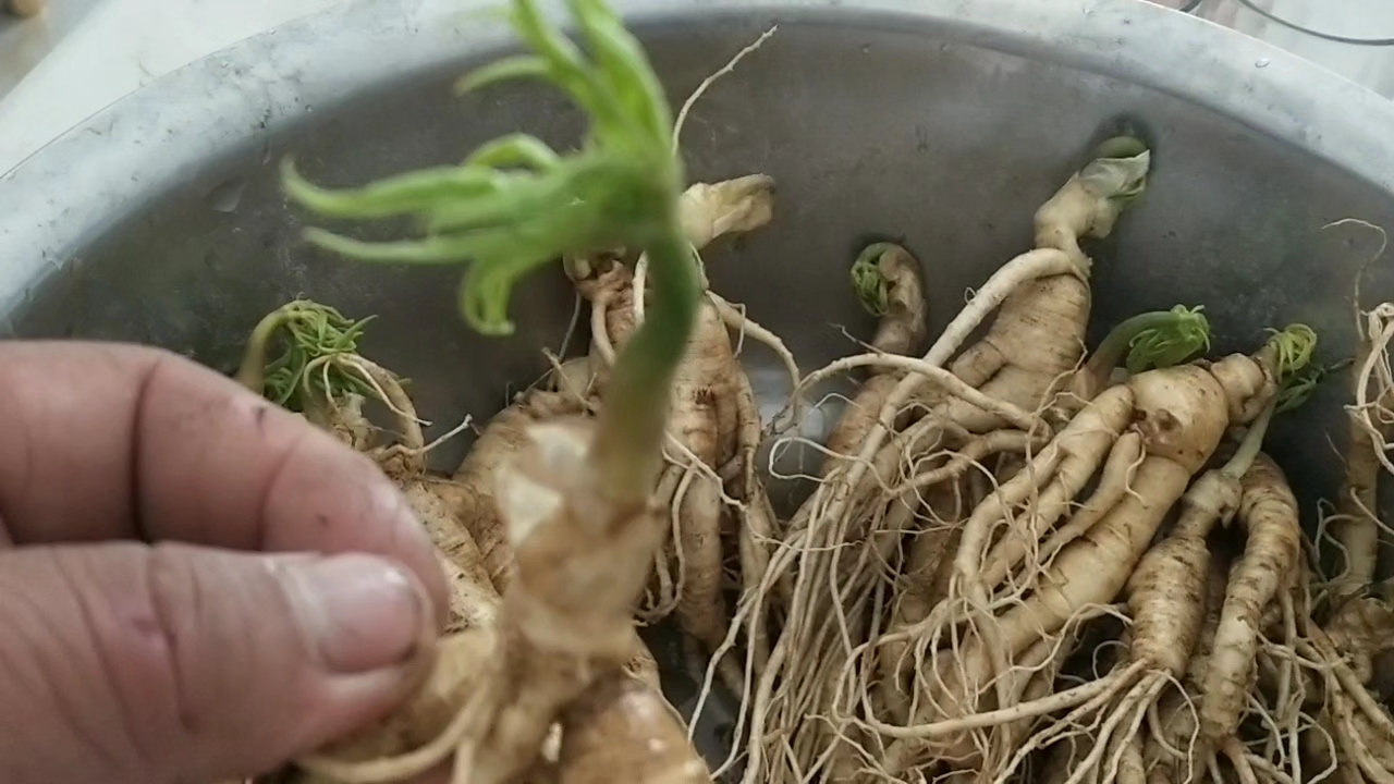 我买的人参发芽了,可栽花盆里当花养.人参补气.