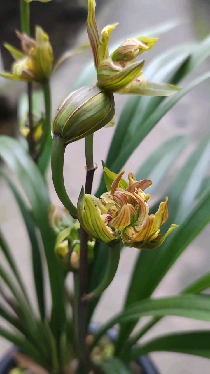 传播兰花知识#寒兰浓香型奇花桂林牡丹