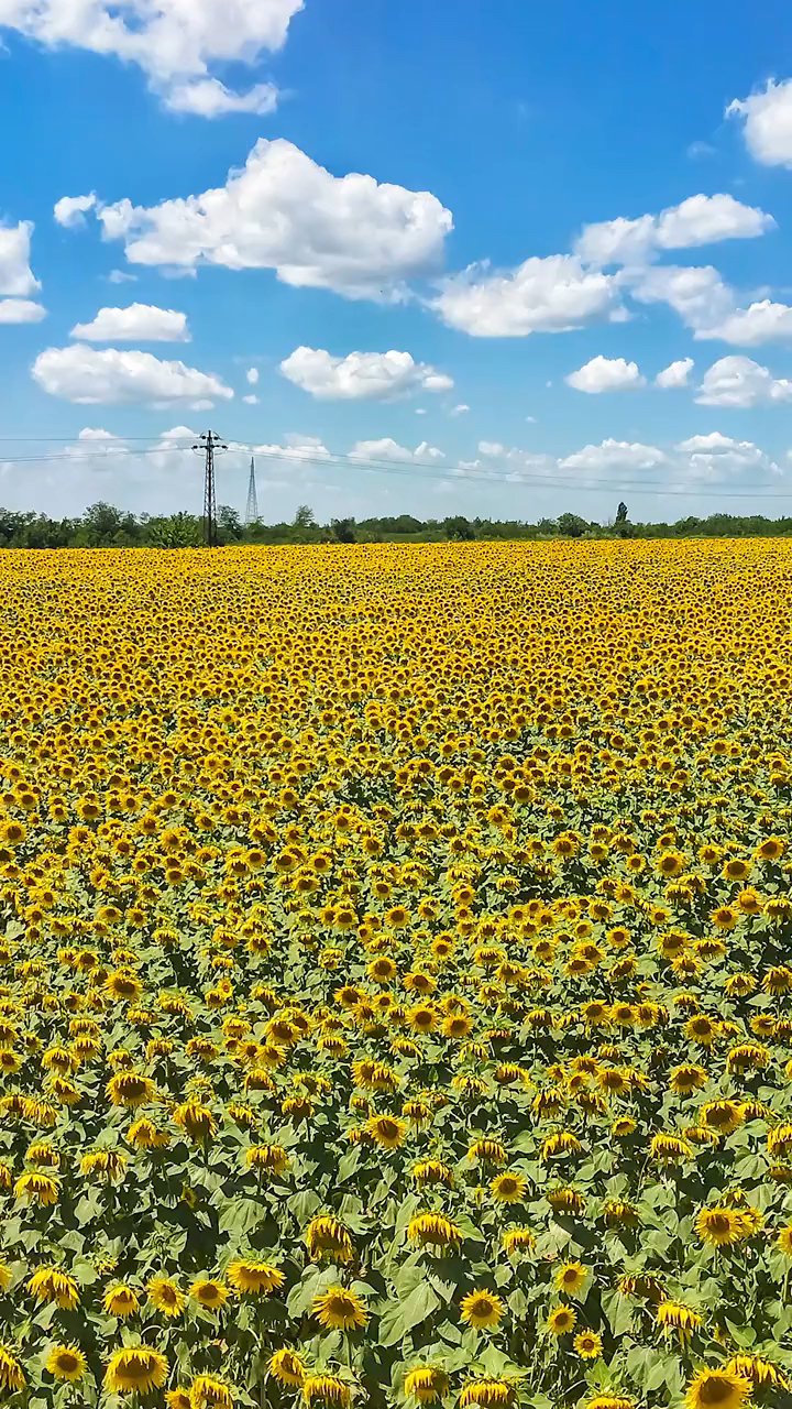 风景#喜欢万物复苏的春天,一切都是生机勃勃的样子,生活就是这样