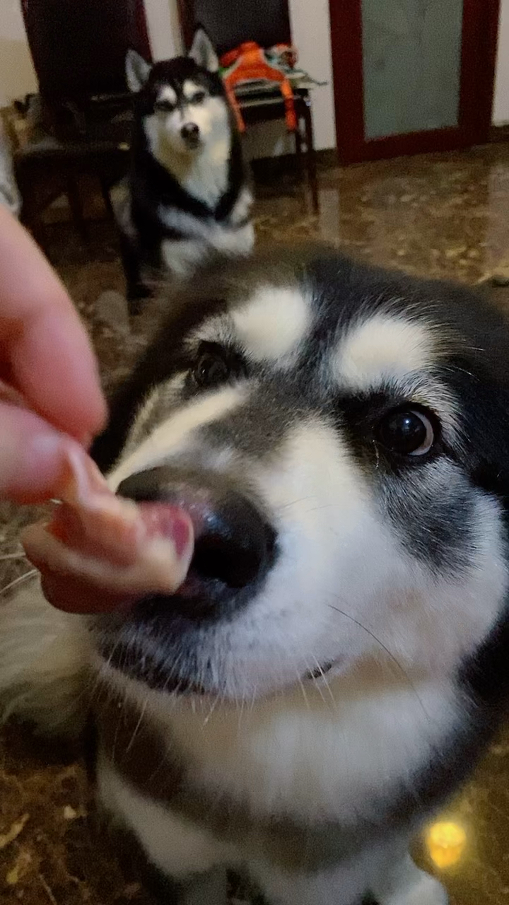 我家萌宠成精了狗子吃鸭心