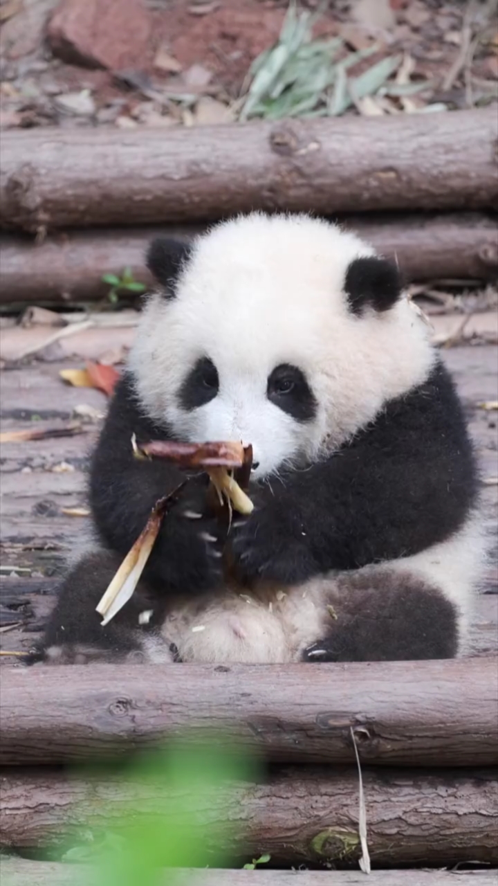 大熊猫吃东西的样子图片