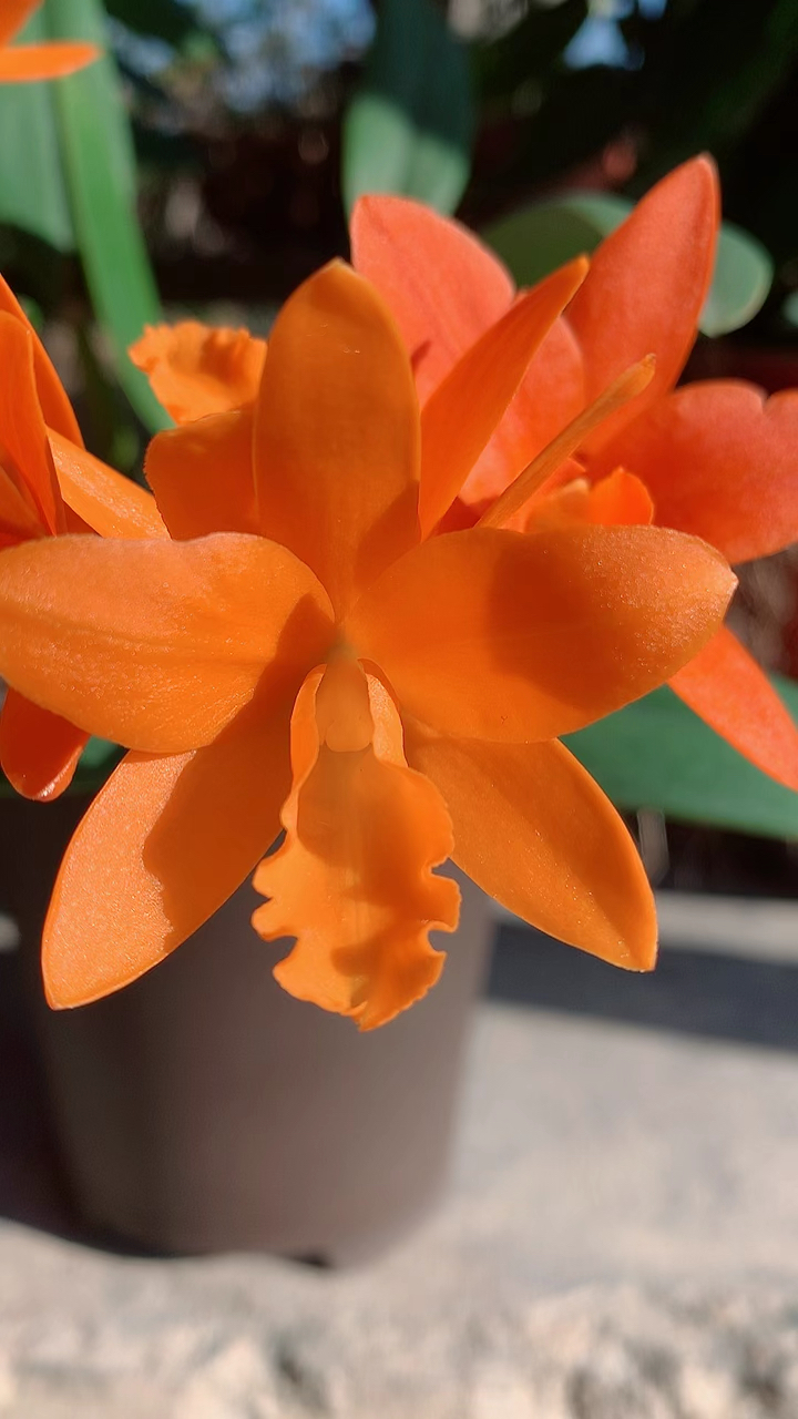 卡特兰之金满意