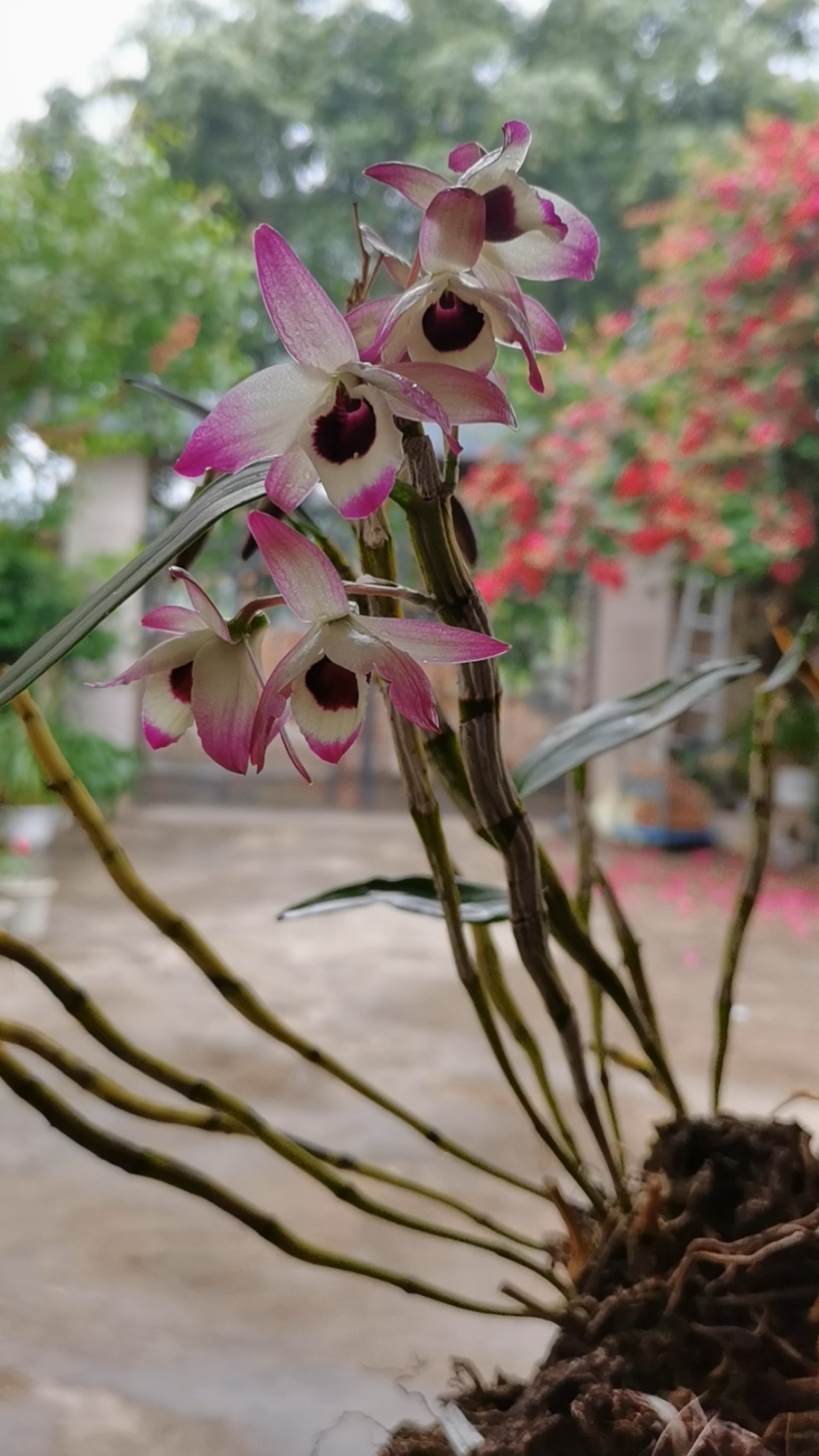 石斛记#这丛金钗石斛的花,好像与众不同