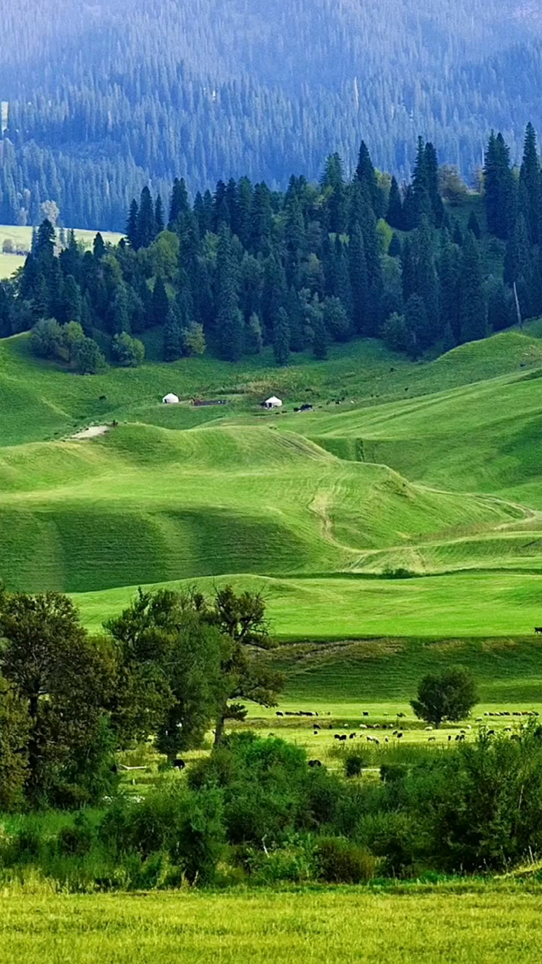 大美新疆,一山一水都是美景,蓝天白云,绿草如茵