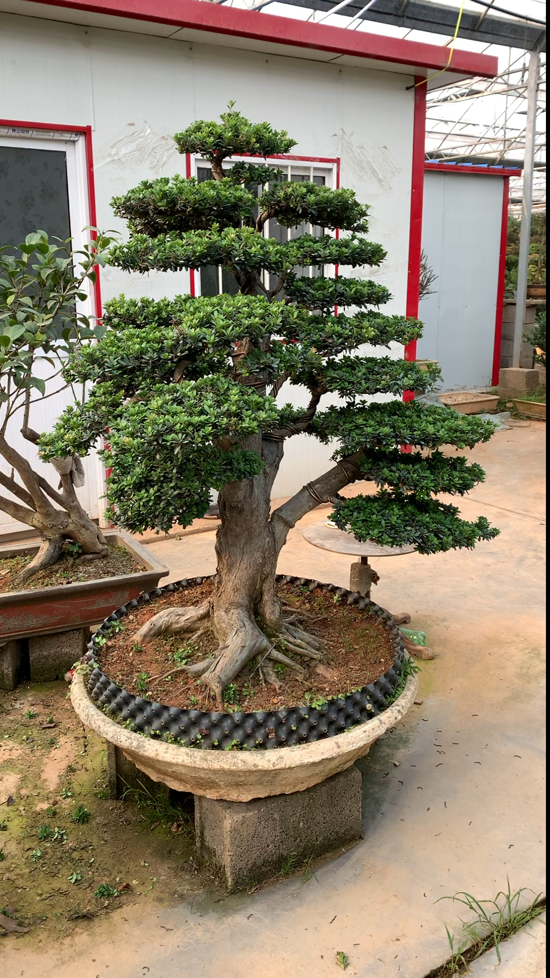 百年大型罗汉松盆景