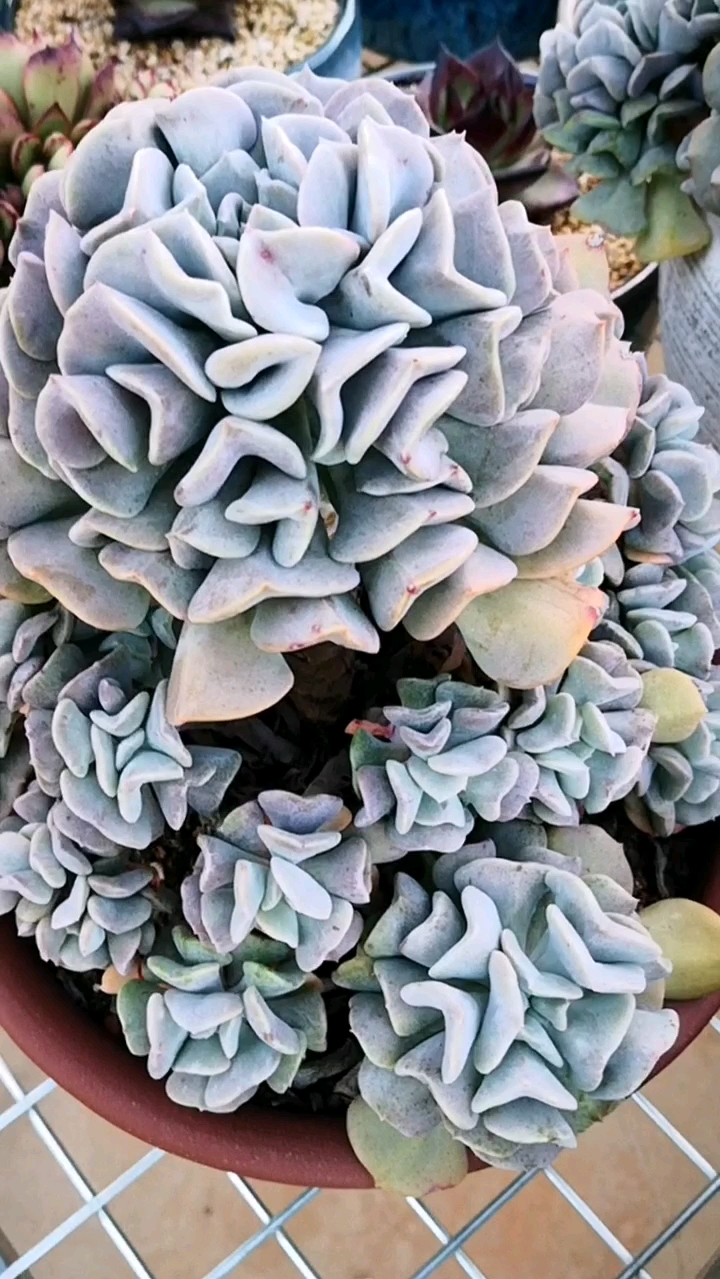 多肉植物#雪精灵老桩真的很独特,叶形看起来像花瓣!