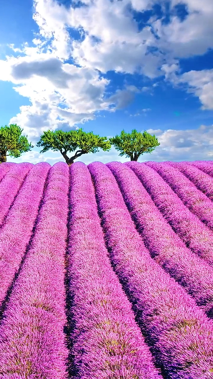 最美的风景#薰衣草得花语:执子之手与子偕老