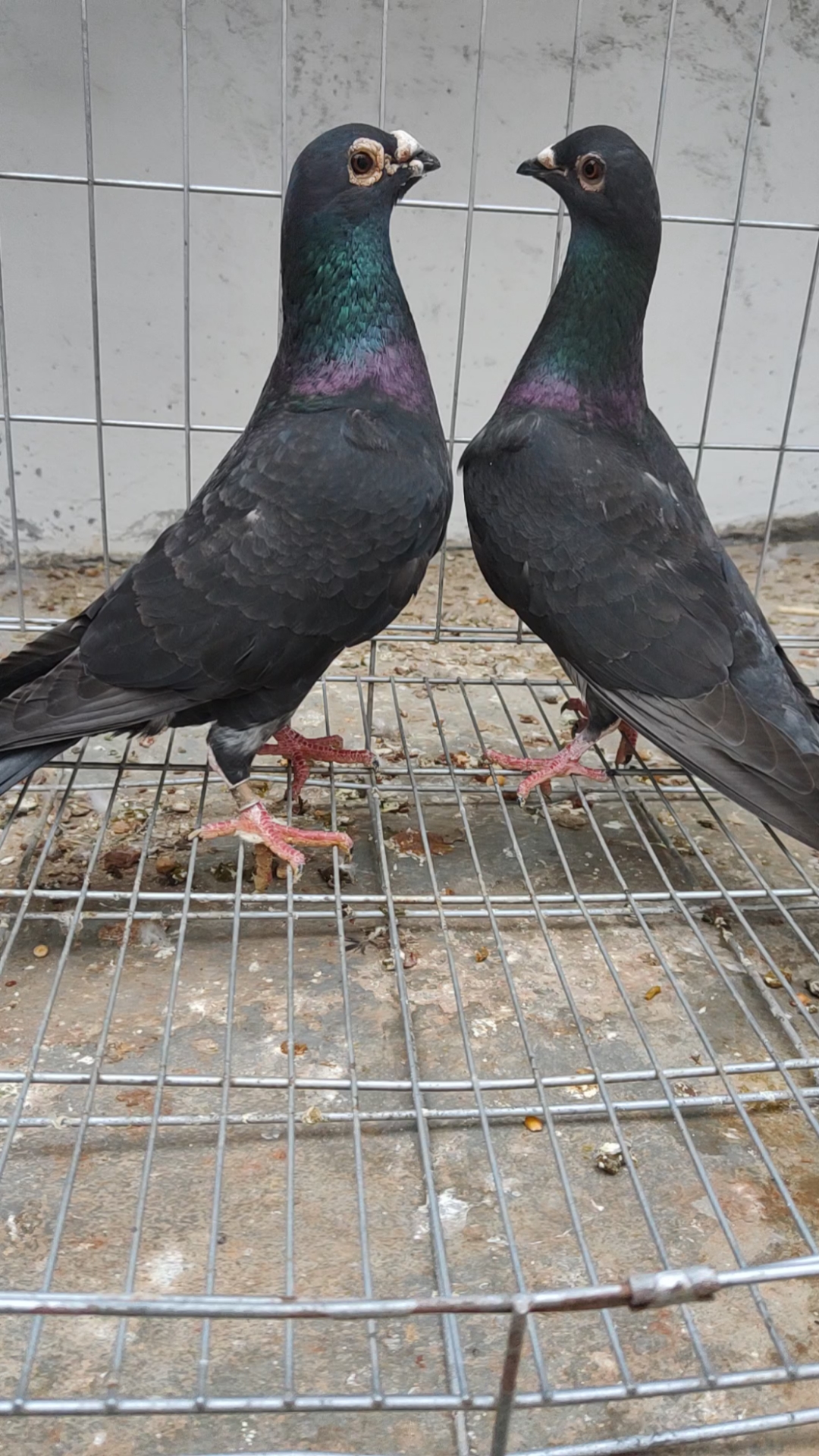 国血吴淞李鸟超远程信鸽赛鸽-度小视