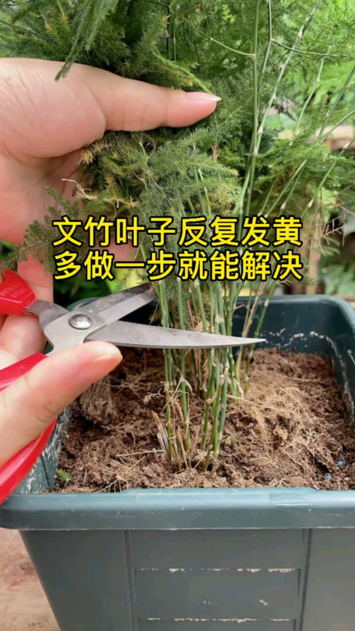 文竹叶子发黄怎么办#文竹叶子反复发黄,多做一步就能解决